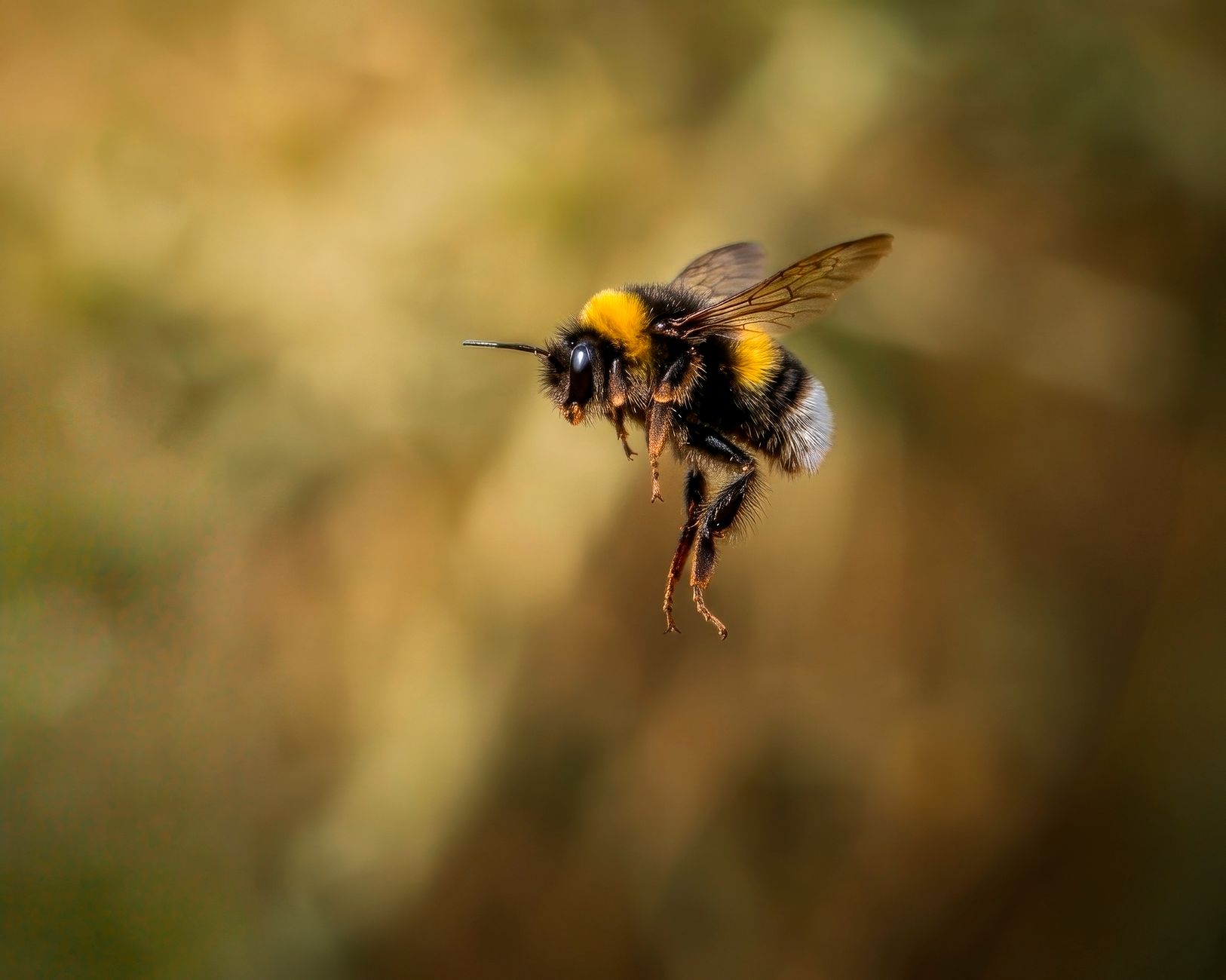 buzzing stocks