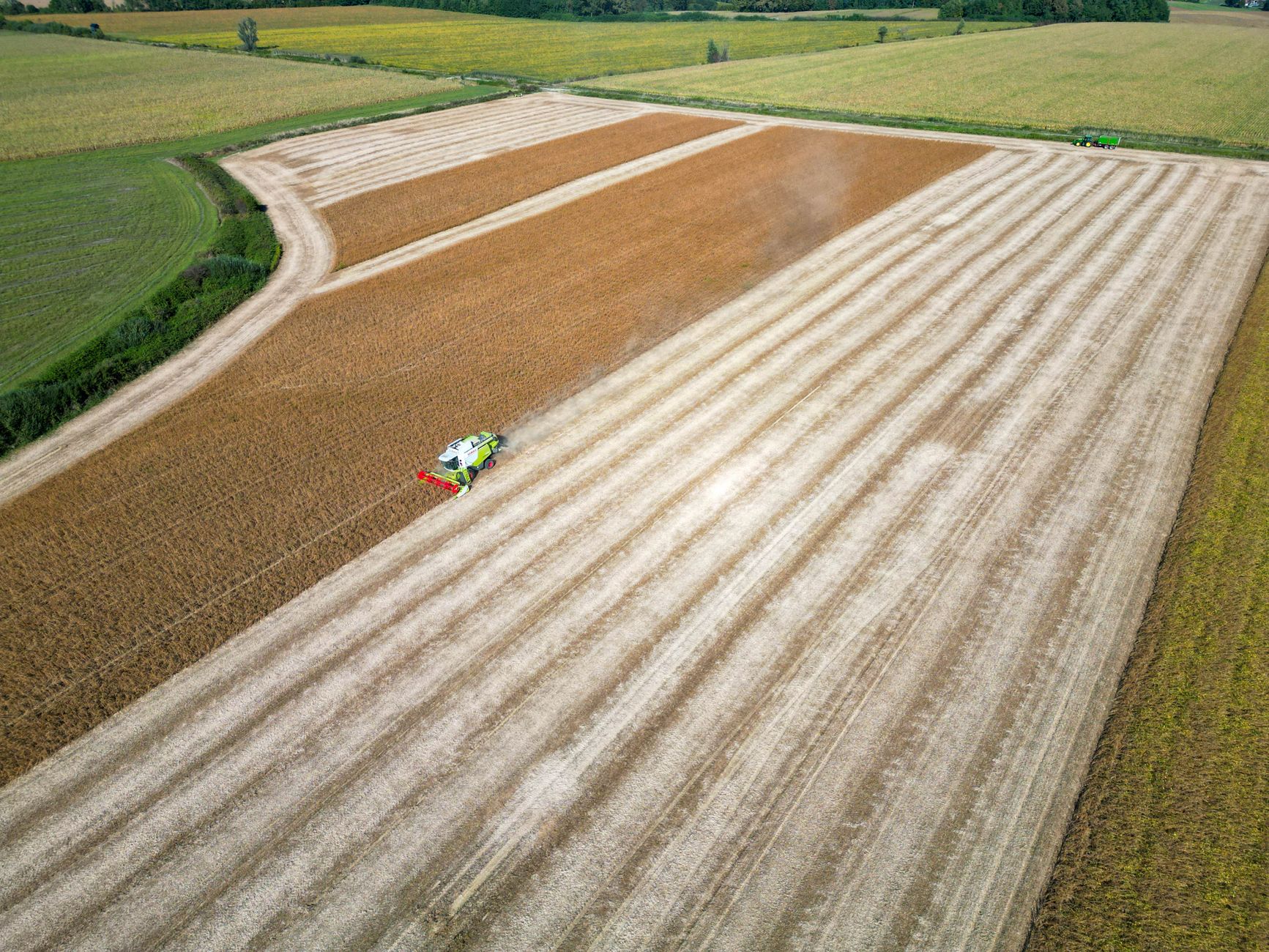 Mowi harvest guidance